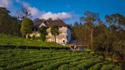 Tea Harvester Munnar