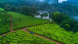 Tea Harvester Munnar - Image 4