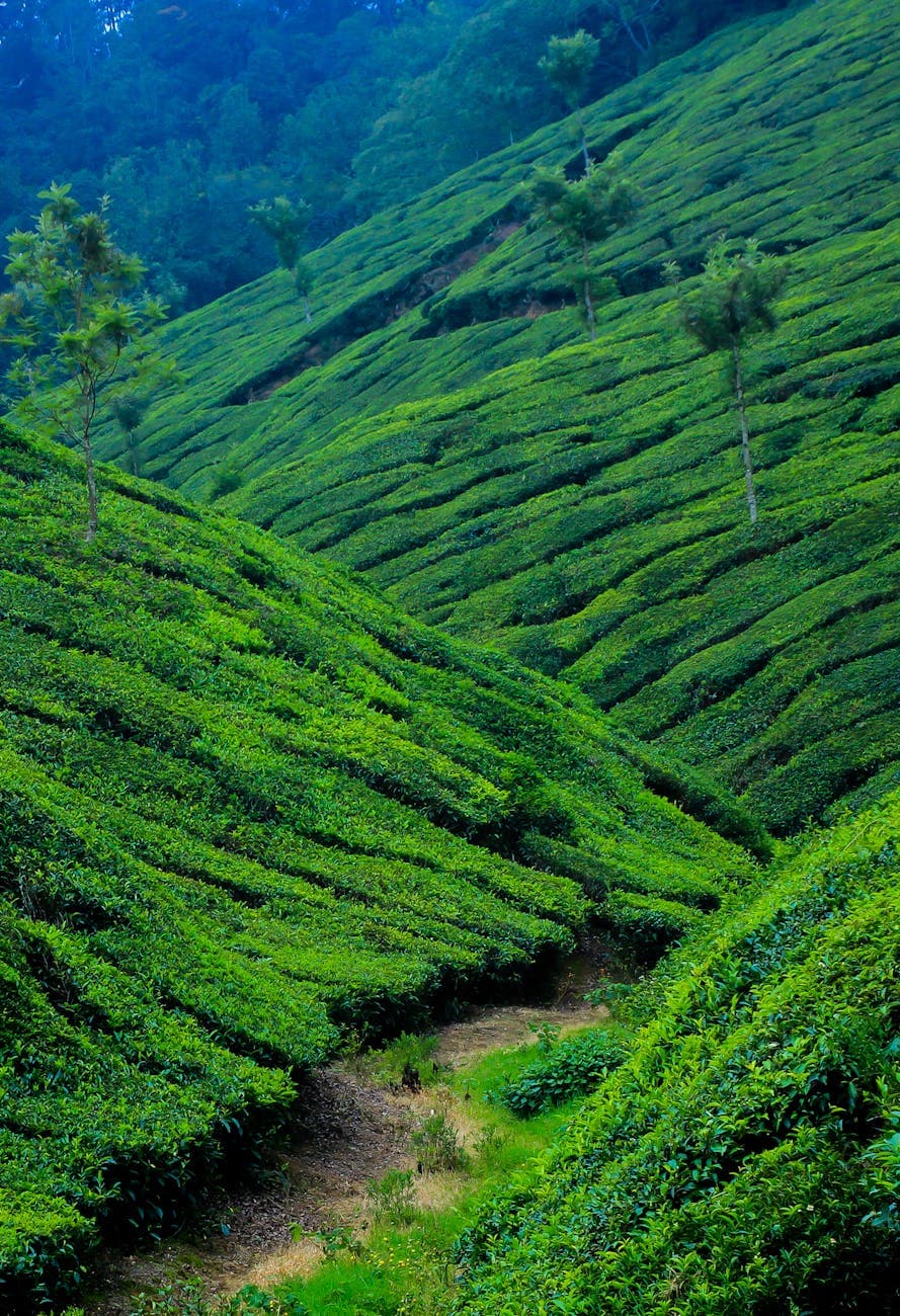 Top 5 Munnar Tea Estates