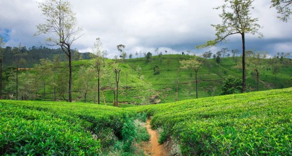 Attractive Munnar with Marari