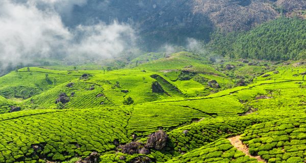 Unique Munnar