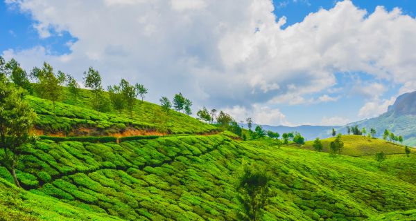 Relax in Munnar - Image 2