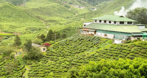 Relax in Munnar - Image 3