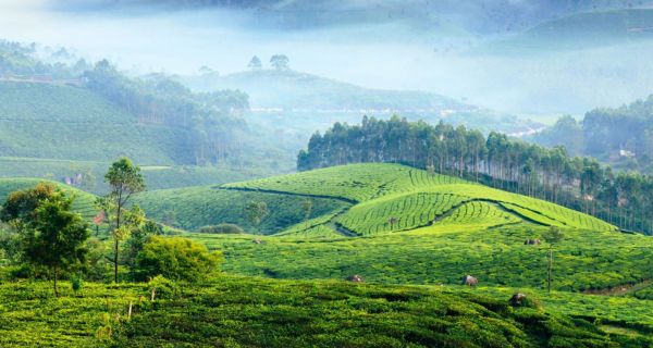 Mesmerising Munnar Luxury Honeymoon Package - Image 1