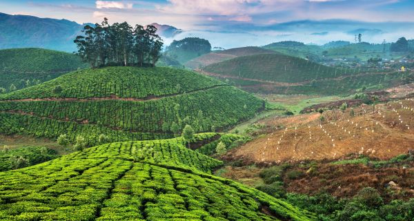 Munnar Tea Gardens & Thekkady Tree House