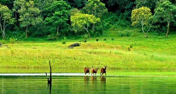 Munnar Tea Gardens & Thekkady Tree House - Image 2
