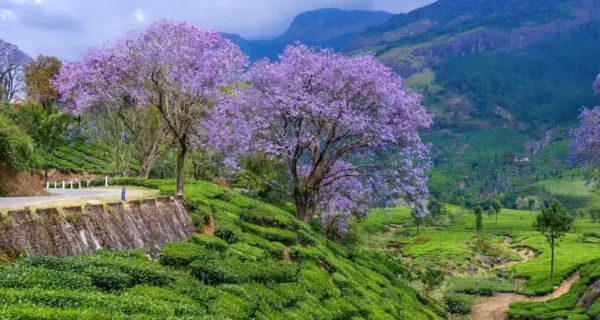 Munnar Kumarakom Backwaters Tour - Image 2