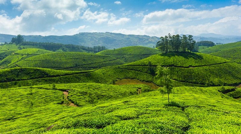 Munnar Honeymoon Package 