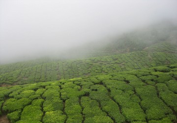 misty-munnar-package