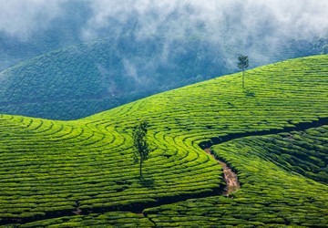 misty-munnar-package