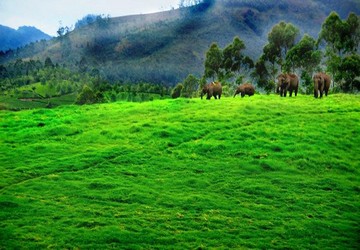 misty-munnar-package