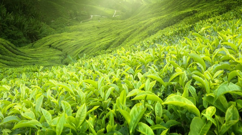 weekend-munnar-budget-tour-package