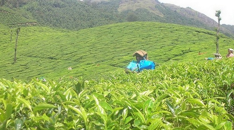 munnar-kumarakom-houseboat-package