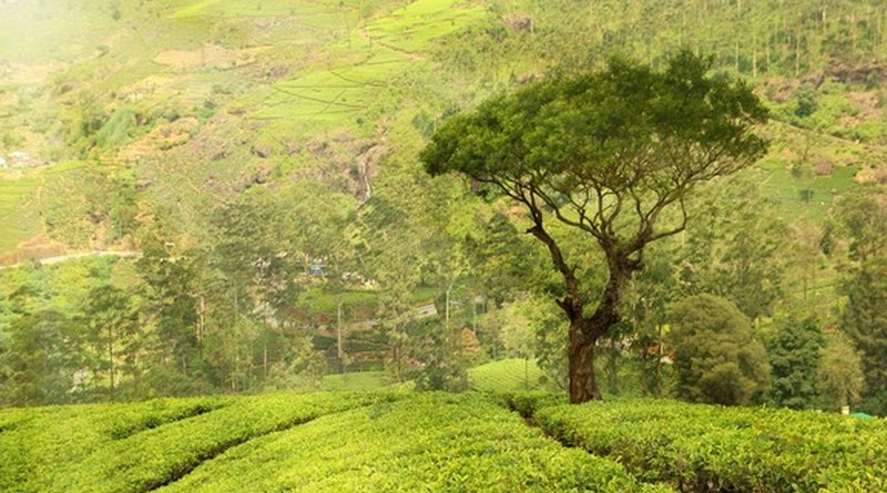munnar-kumarakom-houseboat-package