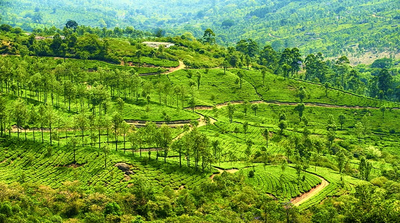 munnar-houseboat-kerala-holiday-package