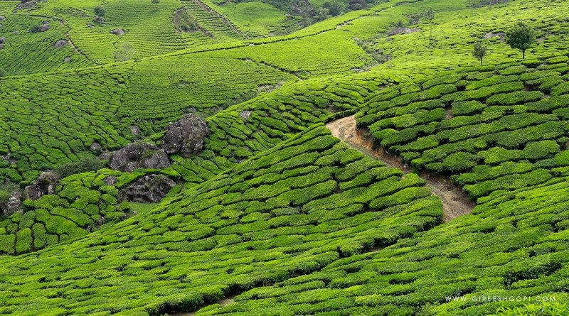 munnar-houseboat-kerala-holiday-package
