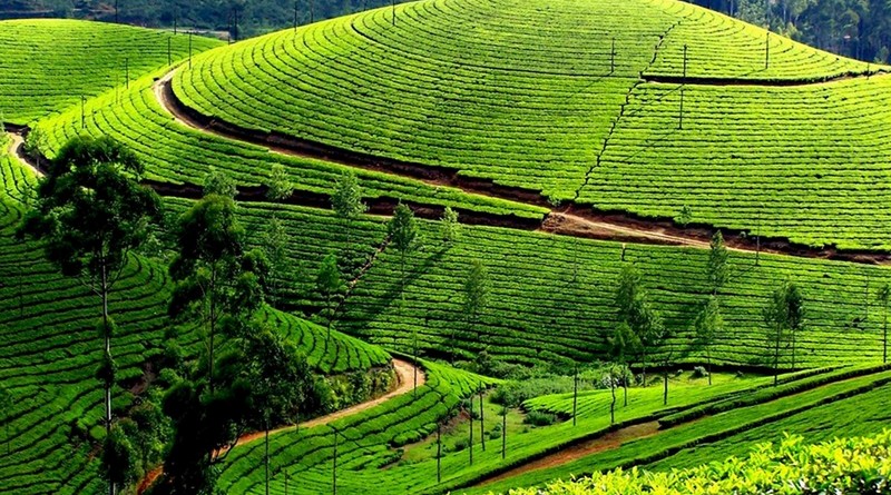 mesmerising-munnar-luxury-honeymoon-package