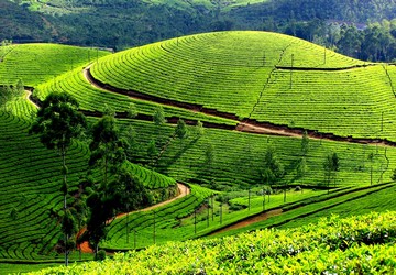 relax-in-munnar