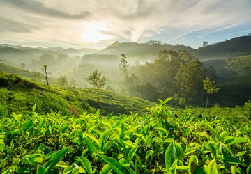 relax-in-munnar