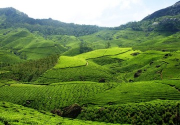 relax-in-munnar