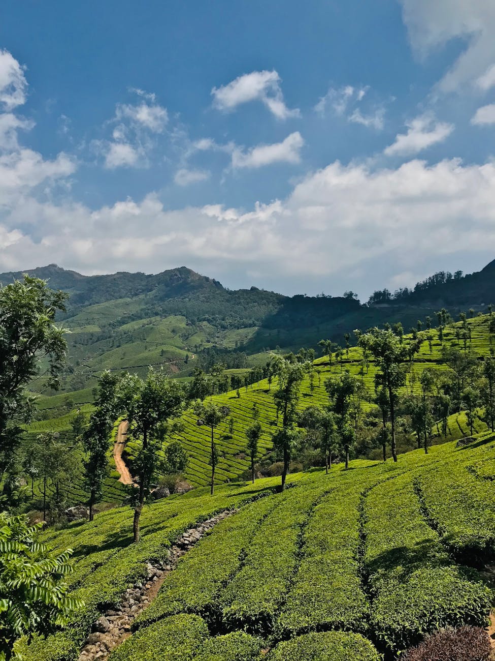Munnar & Thekkady Combo