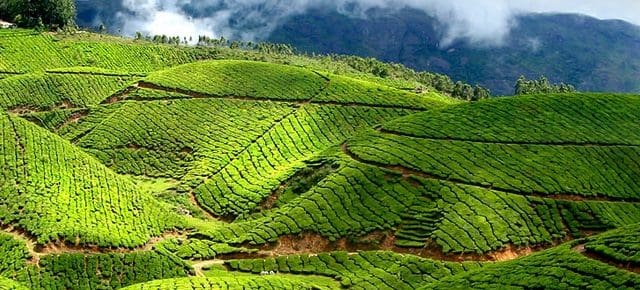 munnar-travel-guide-visitor-tips