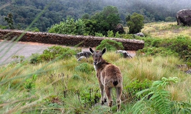 Eravikulam National Park- Entry Fee, Timings & Best Time to Visit (Updated)