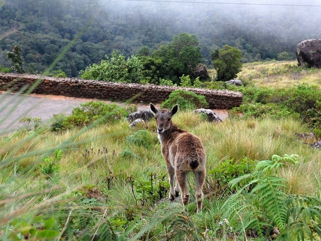 Nilgiri Tahr