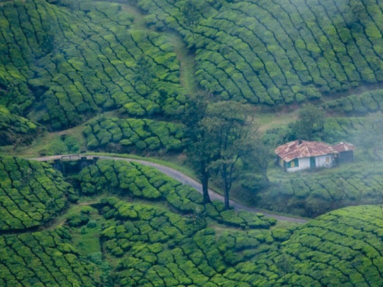munnar-tea-garden-house