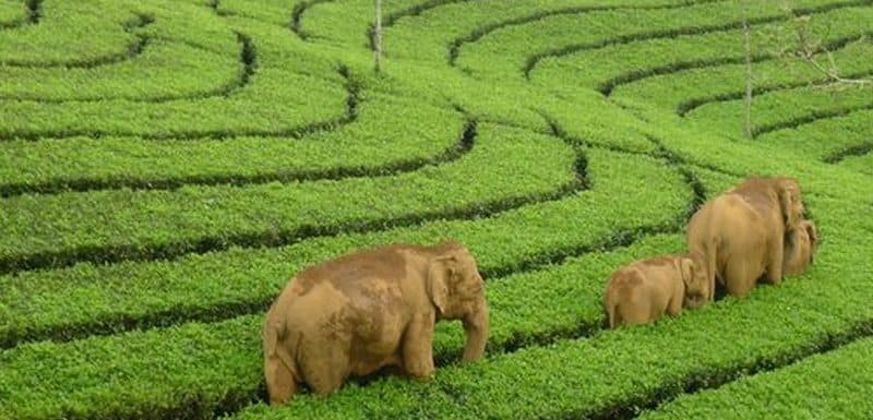 Top 20  best things to do in Munnar