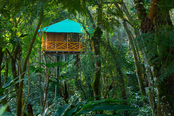 Treehouse Resorts in Munnar
