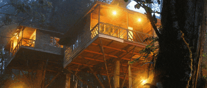 nature-zone-Munnar-Treehouse Resort in Munnar