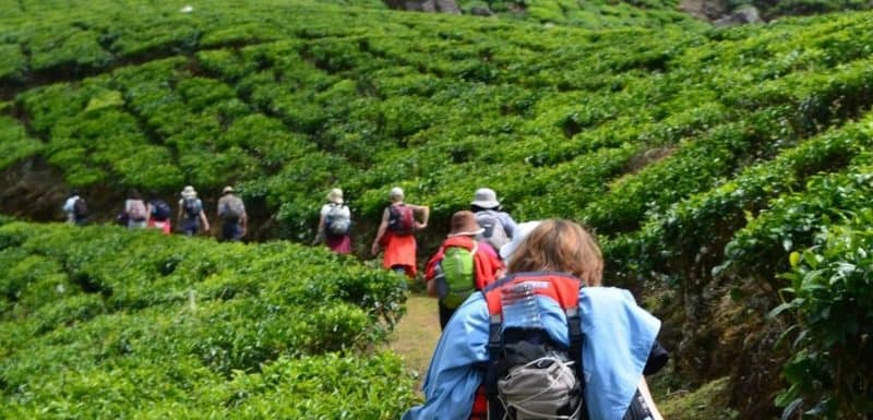 Meesapulimala Trekking – Best Tips on Booking, Stay , Tour and Route