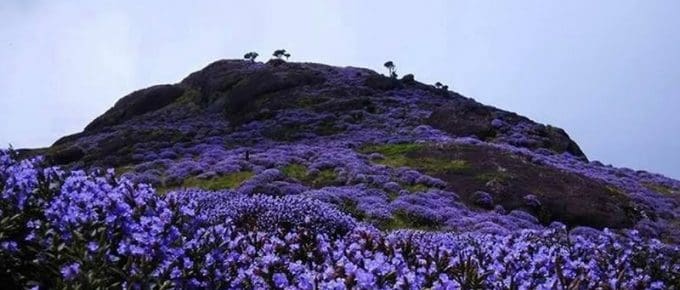 neelakurinji-flowers-munnar-next-bloom