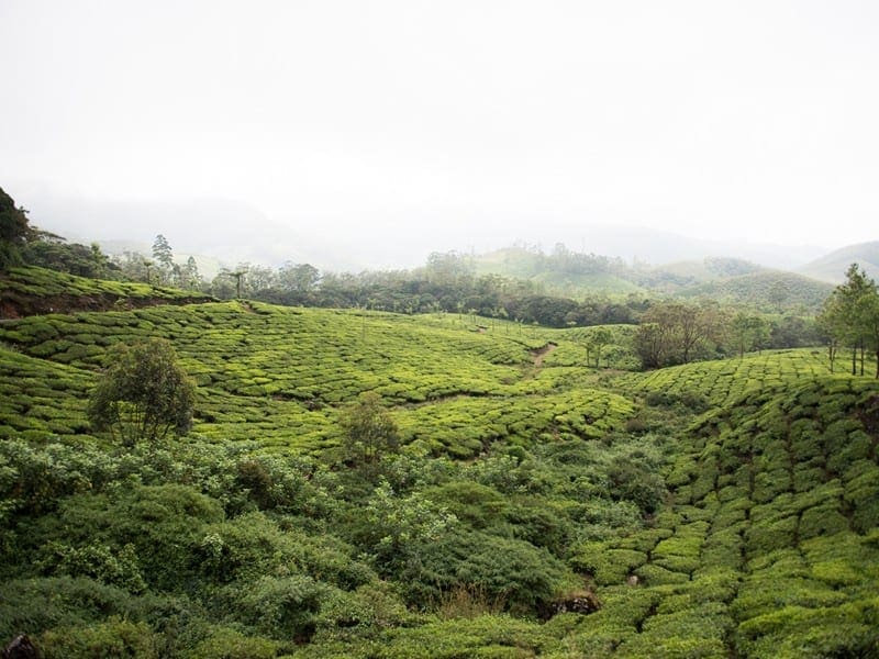 Eravikulam National Park