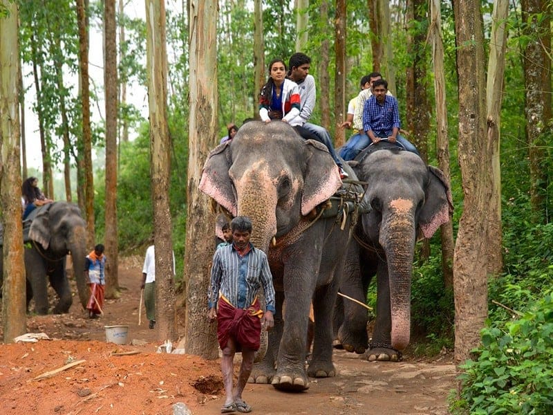 carmelagiri-elephant-park-munnar