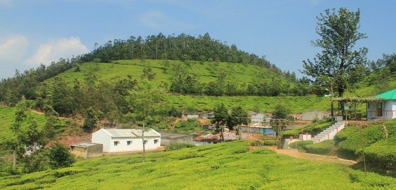 Kolukkumalai Tea Estate-Highest Tea Plantation in the world