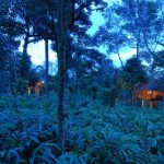 tree-houses-in-munnar