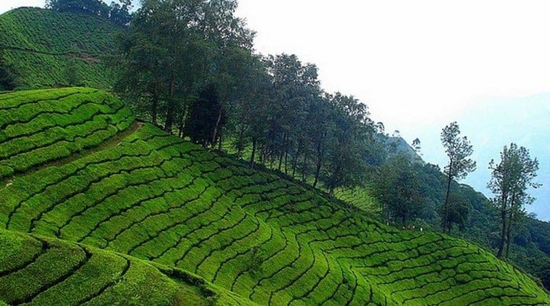 Munnar-Hills