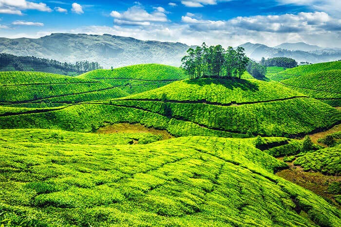 Munnar tourist places