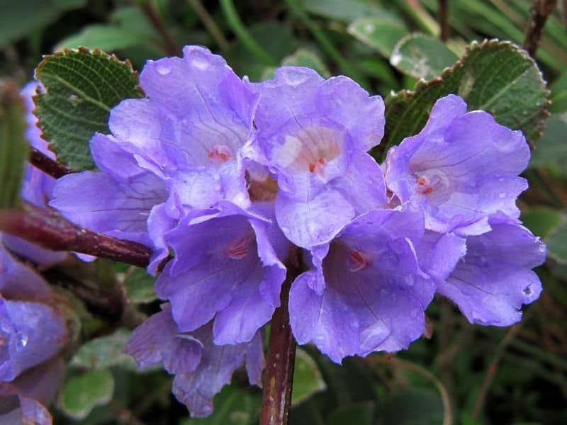 Neelakurinji-flowers