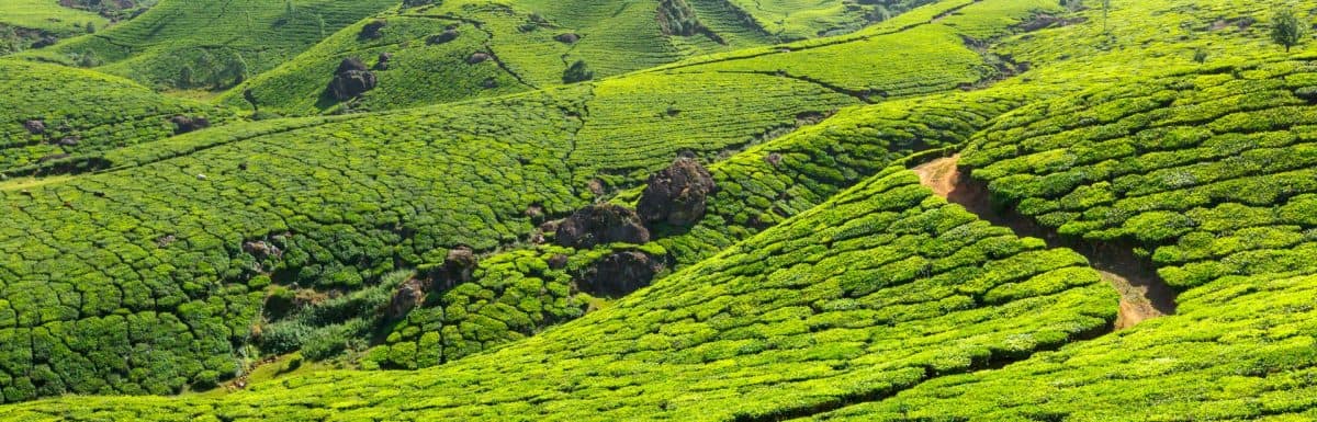 Coimbatore to Munnar Trip-Distance, Duration, Driving Direction & Route-Car, Train, Flight & Bus