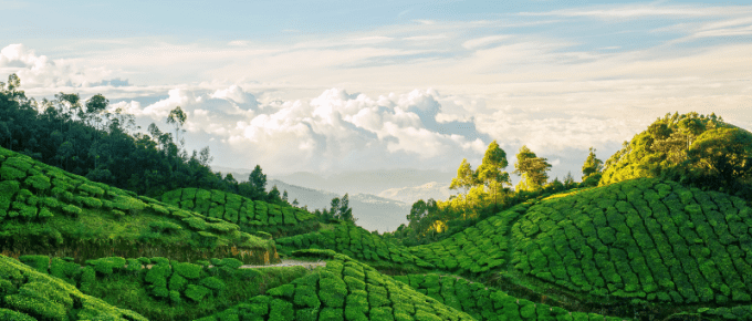 Best Munnar Tea Estates