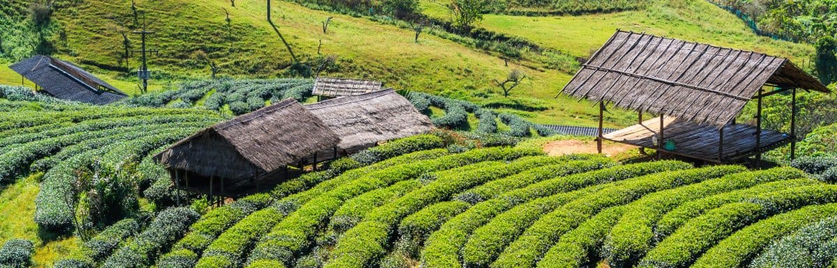 Munnar Temperature, Weather, Season and Climate for each month