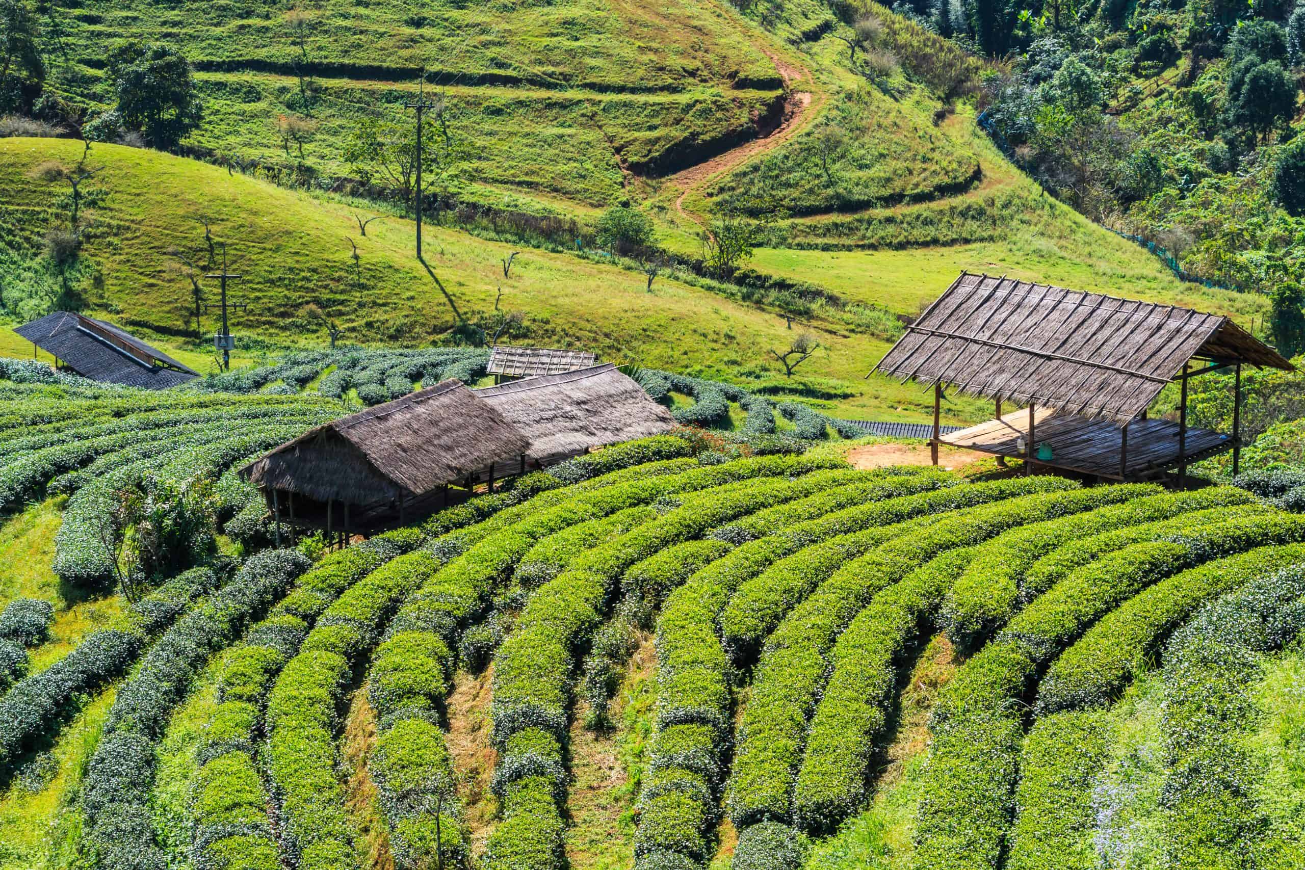 Munnar Temperature, Weather, Season and Climate for each month