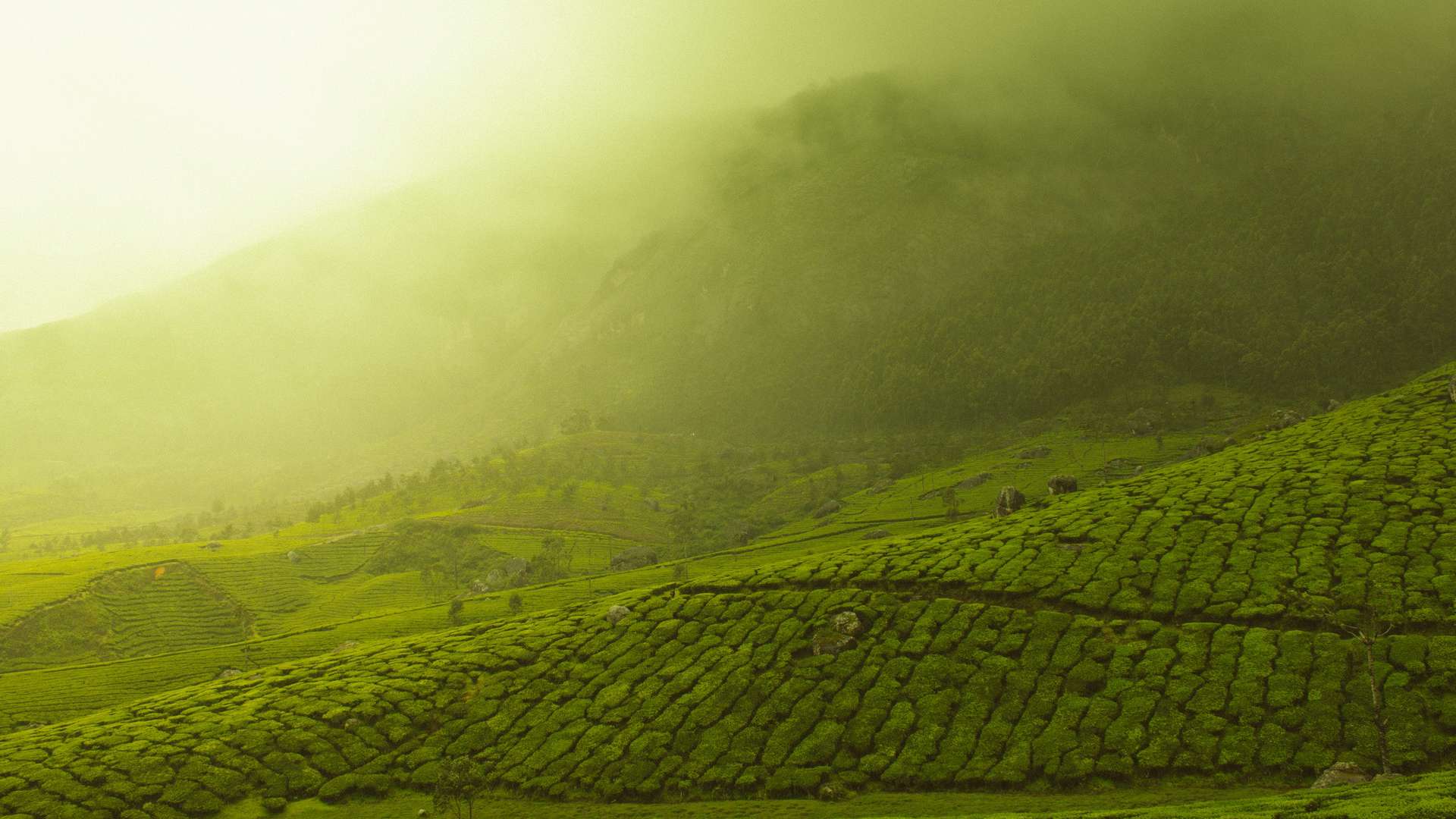 munnar-temperature