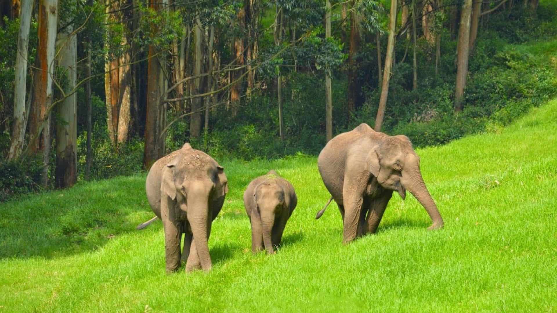 wildlife-parks-munnar