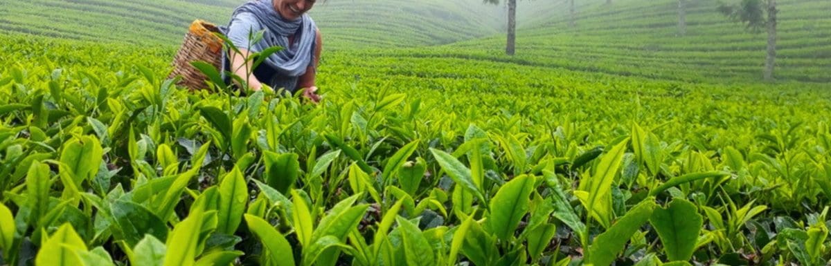 Average Munnar Trip Cost In 2025