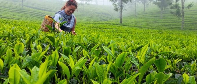 Munnar-trip-cost