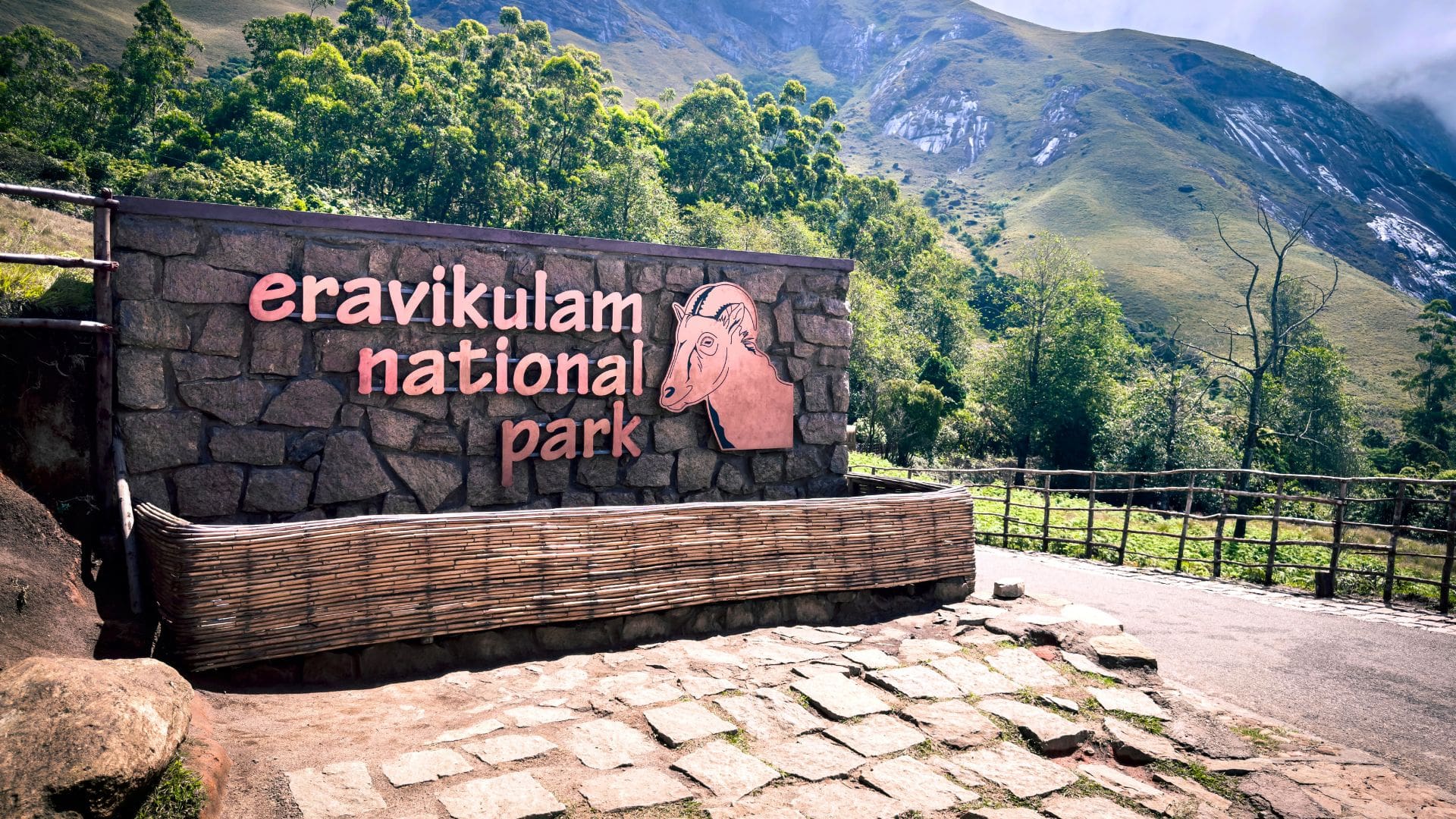 eravikulam-national-park-munnar